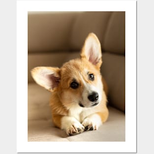 Corgi Posters and Art